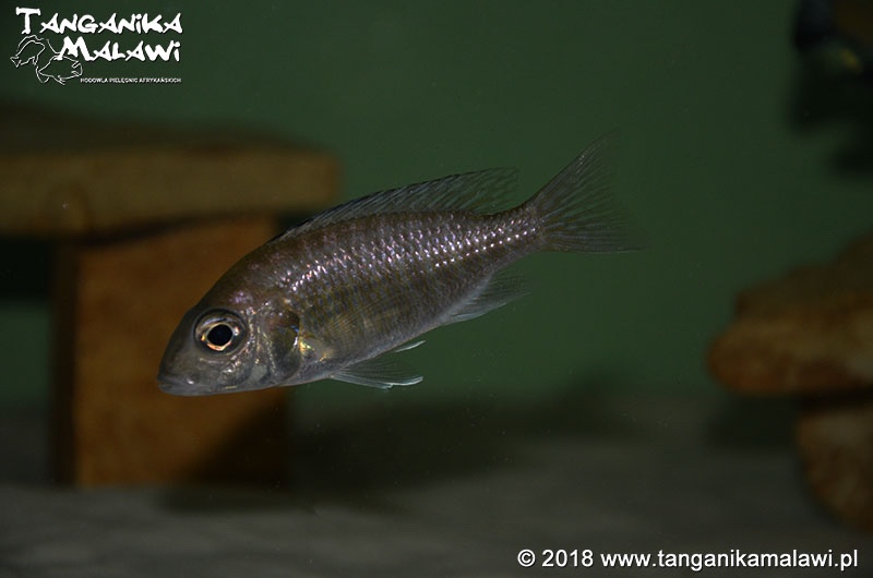 Aulonocara stuartgranti 'Hongi Island'